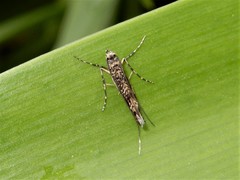 Conopomorpha cyanospila