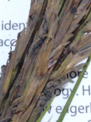 Sporobolus anglicus