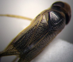 Sigara lateralis