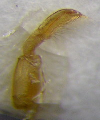Sigara lateralis