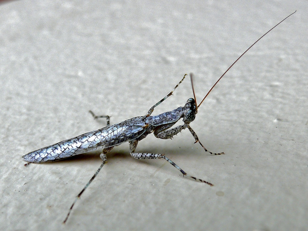 Nothogalepsus