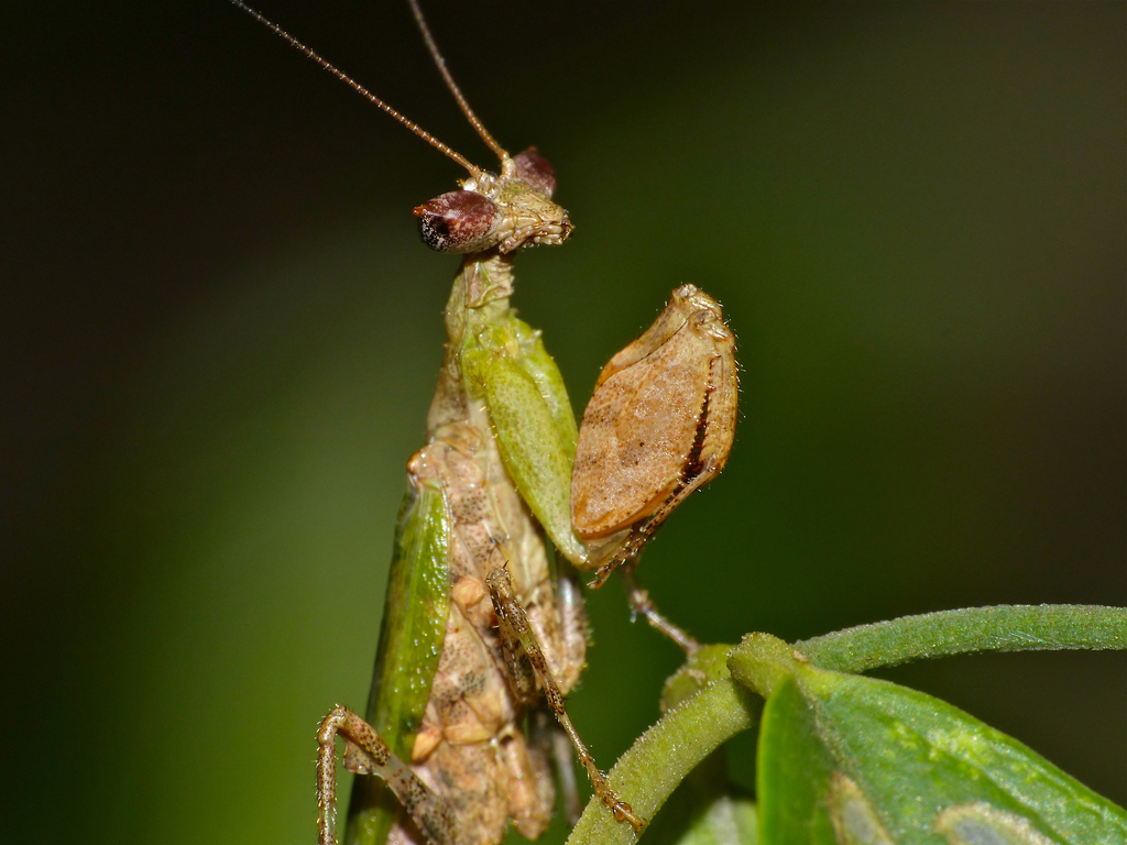 Otomantis