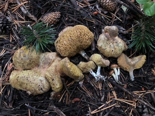 Suillus megaporinus image
