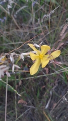 Moraea lewisiae