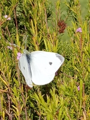 Pieris rapae