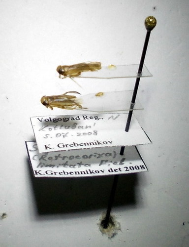 Sigara limitata
