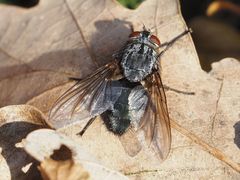 Calliphora subalpina