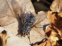 Calliphora subalpina