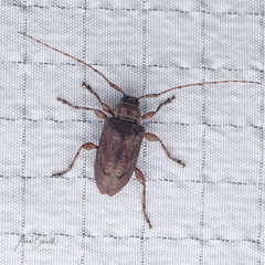 Astylopsis arcuata