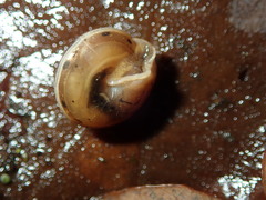 Perforatella bidentata