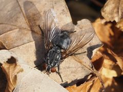 Calliphora subalpina