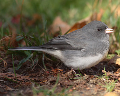 Dark-Eyed Junco photo 4