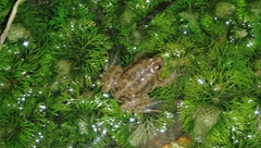 Occidozyga lima