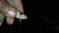 Occidozyga lima