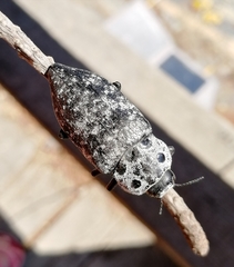 Capnodis