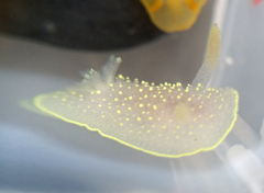 Acanthodoris hudsoni