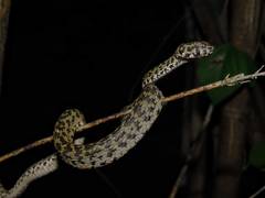 Trimeresurus kanburiensis