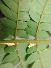 Cenostigma pluviosum peltophoroides