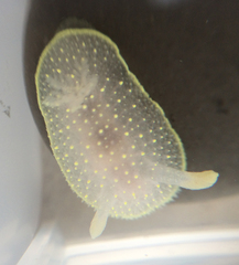 Acanthodoris hudsoni
