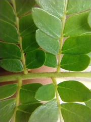 Cenostigma pluviosum peltophoroides