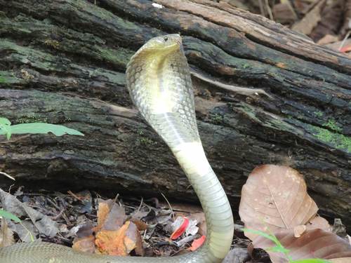 Photo of a Indo-chinese Spitting Cobra (Naja siamensis)