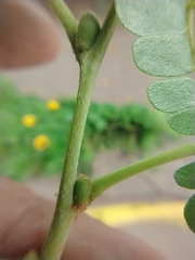 Cenostigma pluviosum peltophoroides