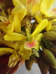 Cenostigma pluviosum peltophoroides