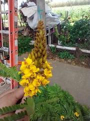 Cenostigma pluviosum peltophoroides