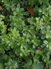 Sedum confusum