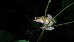 Polypedates leucomystax