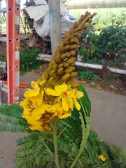 Cenostigma pluviosum peltophoroides