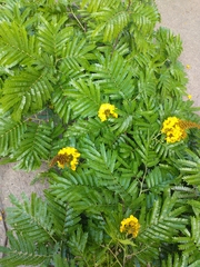 Cenostigma pluviosum peltophoroides