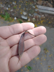 Cenostigma pluviosum peltophoroides