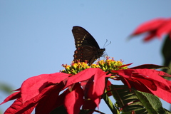 Papilio menatius morelius