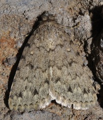 Autophila cataphanes