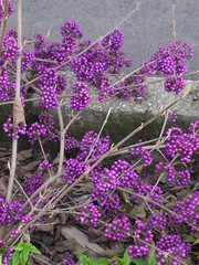 Callicarpa giraldii