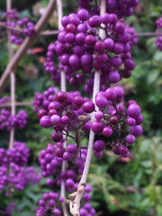 Callicarpa giraldii