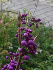 Callicarpa giraldii