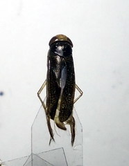 Sigara striata