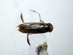 Sigara striata