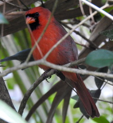 Cardinalis cardinalis image