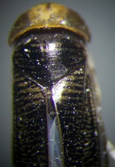 Sigara striata