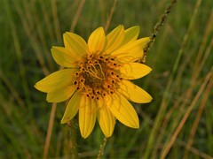 Silphium gracile