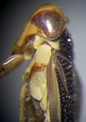 Sigara striata