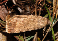 Autophila dilucida