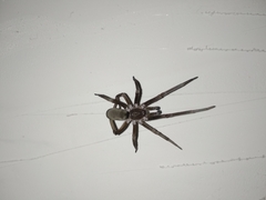 Kukulcania hibernalis