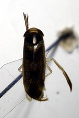 Sigara striata