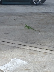 Iguana iguana
