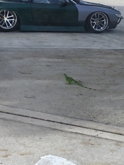 Iguana iguana