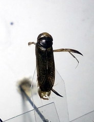 Sigara striata